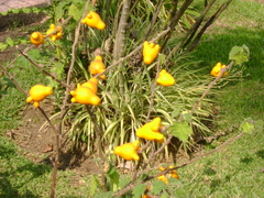 Solanum mammosum