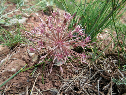 Allium alexeianum