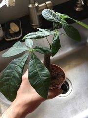 Pachira aquatica occidentalis