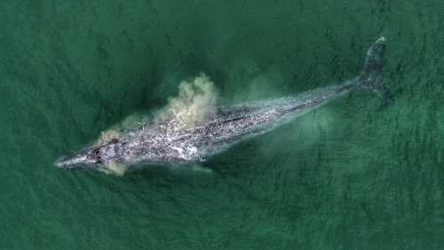 コククジラ