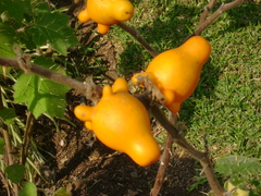 Solanum mammosum