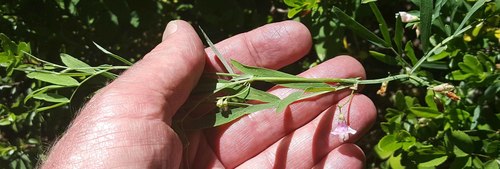 Lathyrus lanszwertii var. aridus