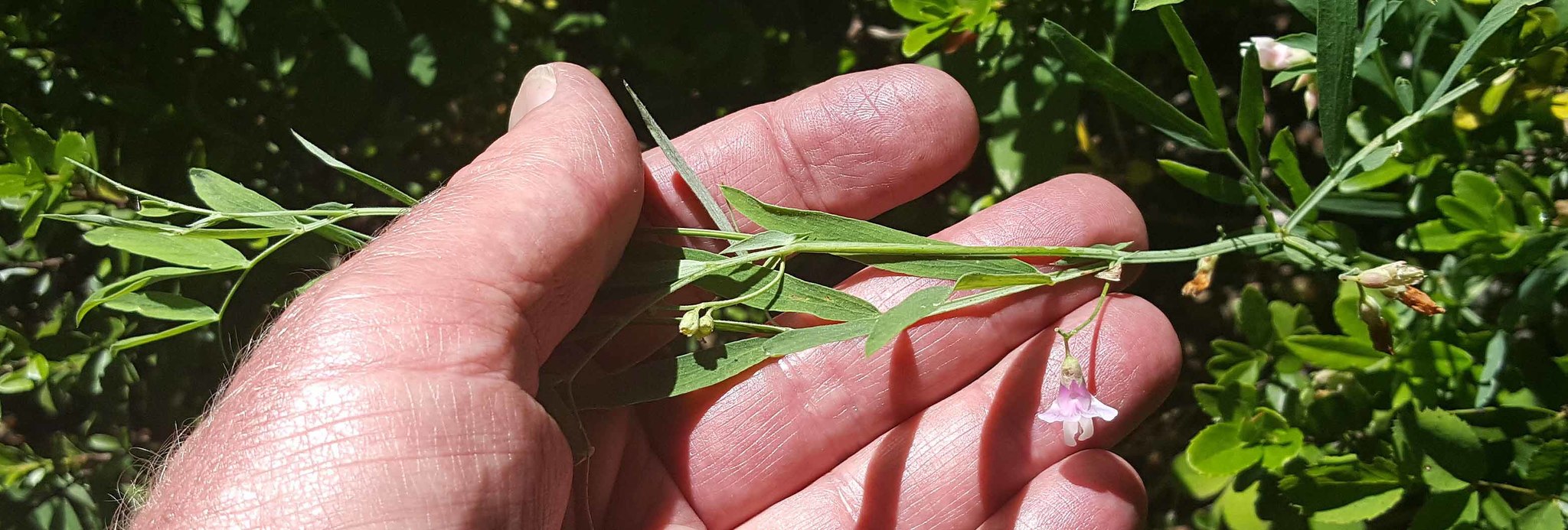 Lathyrus lanszwertii var. aridus