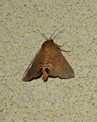 Litoprosopus futilis