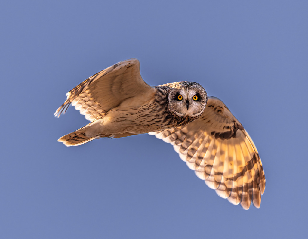 Short-eared Owl
