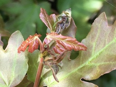 Dasineura rubella