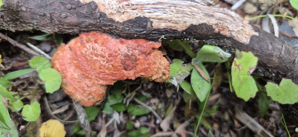 Trametes coccinea · January 2025 · photo: © opanukuexplorer (iNaturalist, cc0)