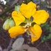 Senna georgica - Photo (c) D.F.Silva, some rights reserved (CC BY-NC), uploaded by D.F.Silva