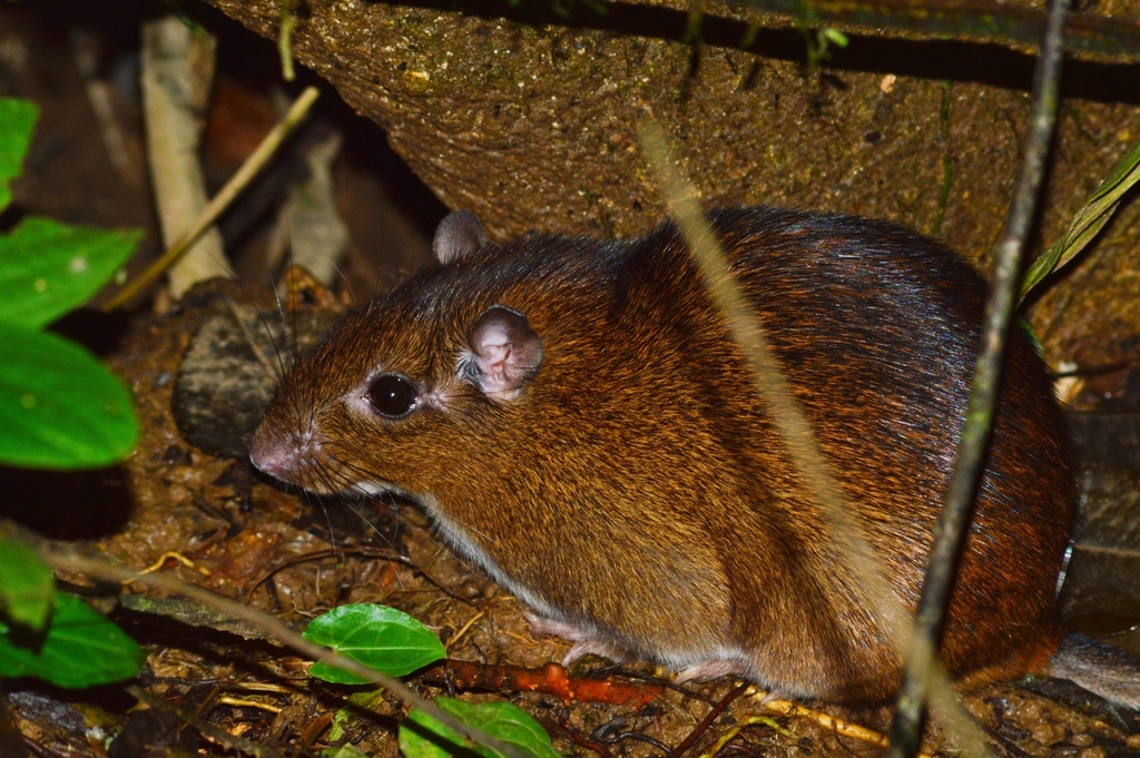 Tome's Spiny-Rat