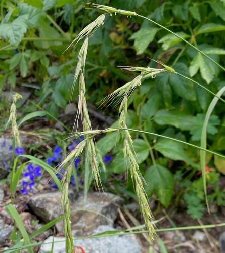 northern ryegrass (Elymus hirsutus)