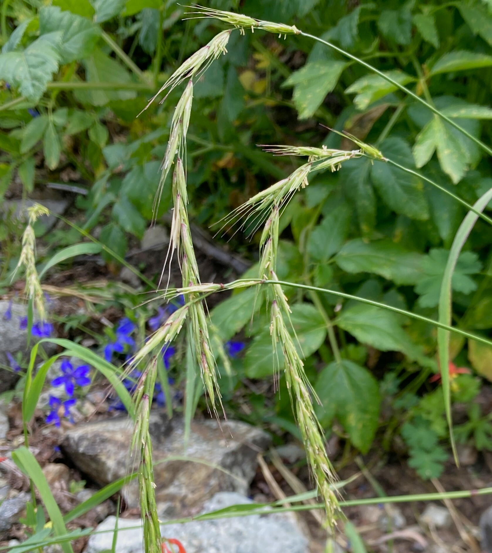 Elymus hirsutus