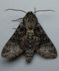 Cautethia spuria
