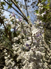 Condea albida, photograph Roberto Daniel Avila, CC BY, iNaturalist via GBIF