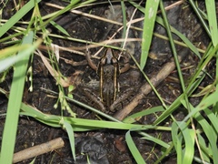 Lithobates kauffeldi