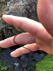 Nemalion vermiculare