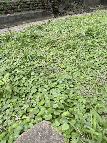 Foto de Acariçoba
