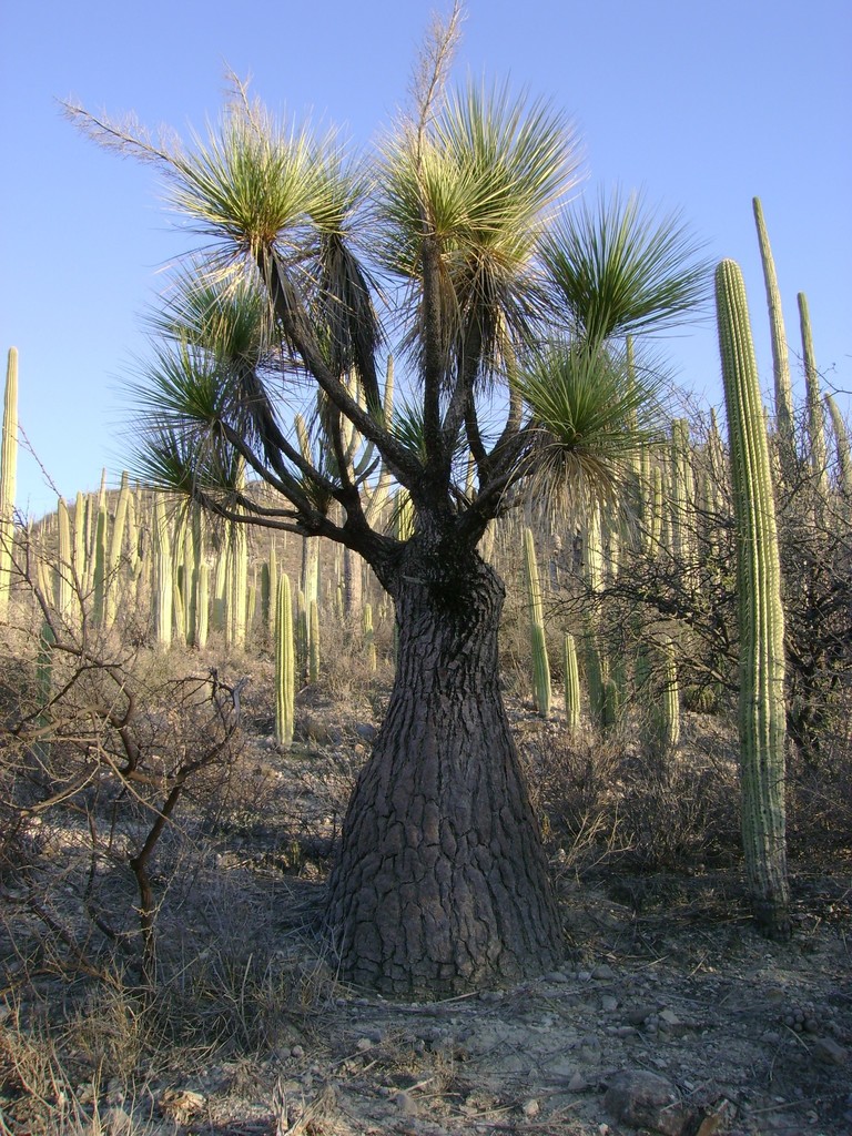 Beaucarnea gracilis, Puebla, MX