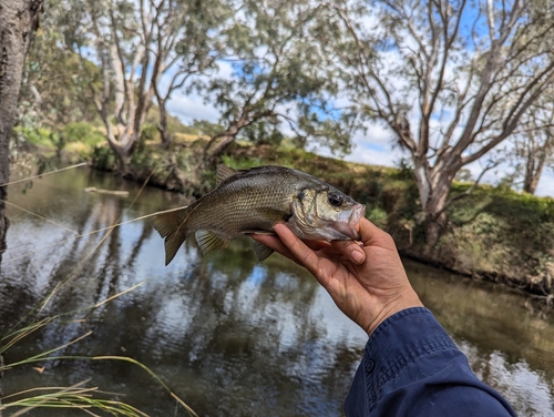 Australian bass (Macquaria novemaculeata) — Percichthyidae — 3