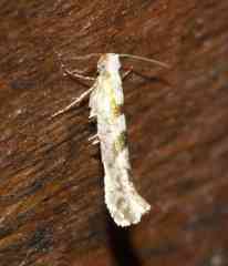 Argyresthia calliphanes
