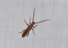 Aneflomorpha lineare