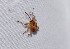 Curculio occidentis
