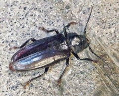 Mallodon dasystomus