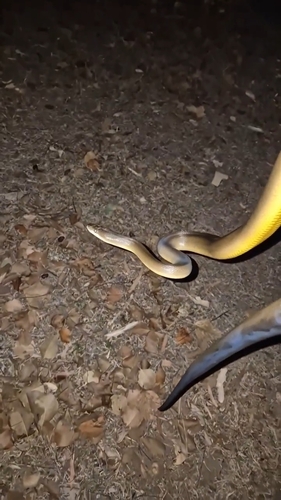 Water Python sighting