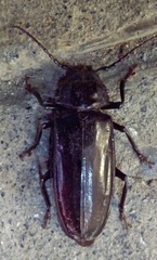 Mallodon dasystomus