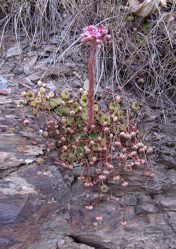 Sempervivum ossetiense