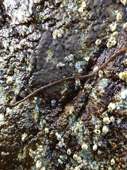 Nemalion vermiculare