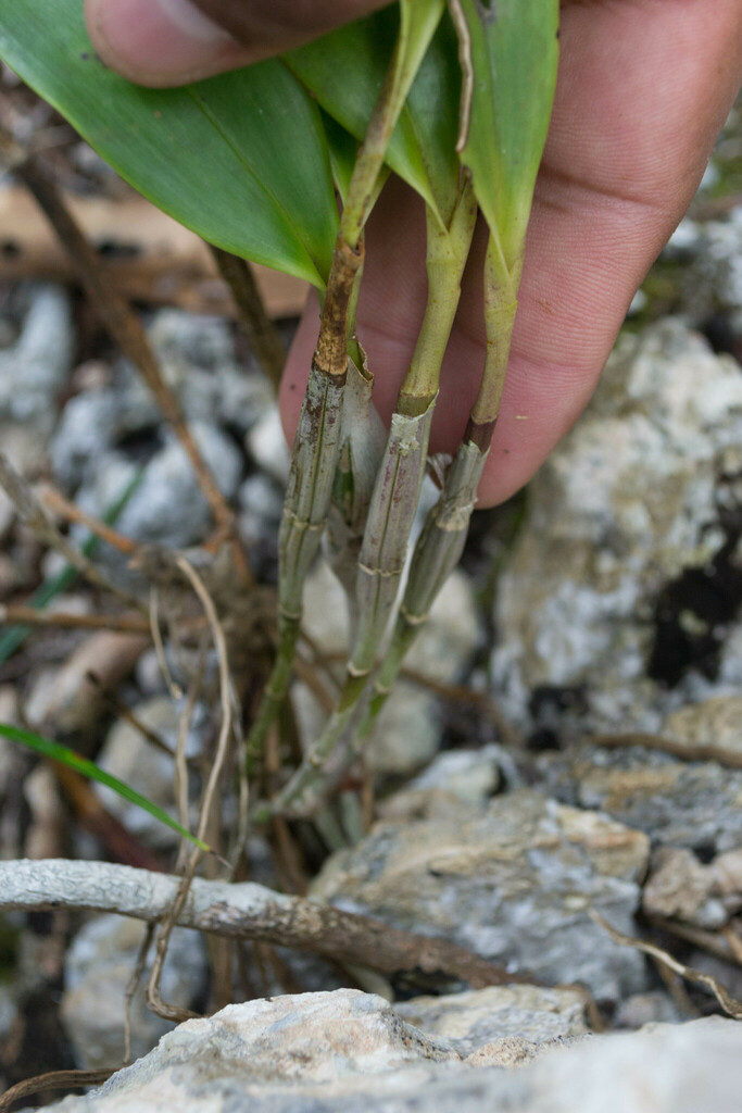 Foto de Orquídea-bambu