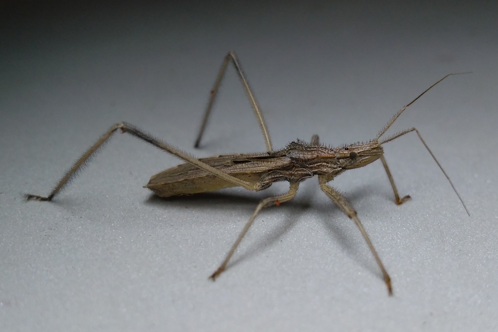 Stenopoda azteca