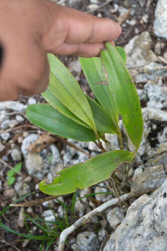 Foto de Orquídea-bambu