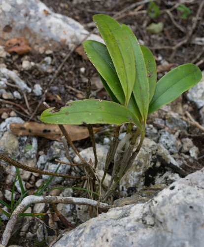 Foto de Orquídea-bambu