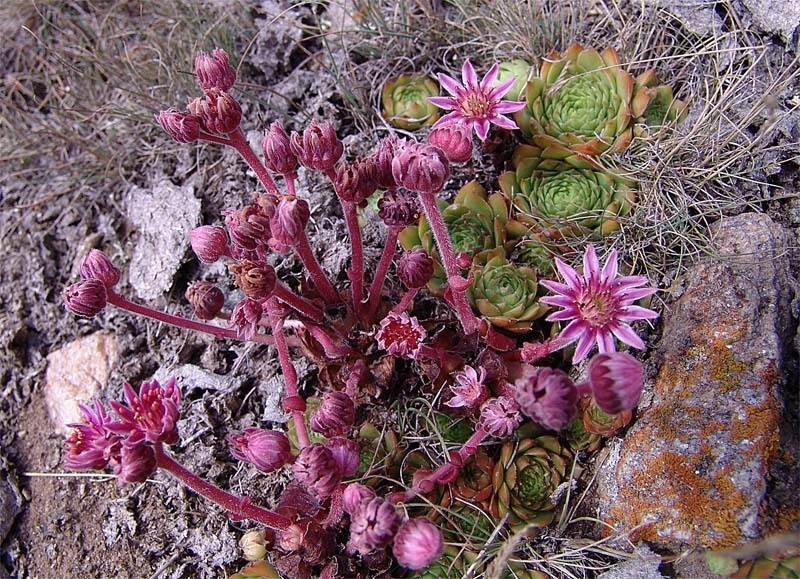 Sempervivum borissovae