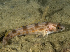 Longspine Combfish photo 2