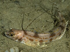 Longspine Combfish photo 3