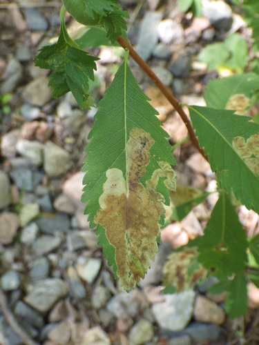 Agromyza valdorensis