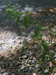 Dasineura salicifoliae