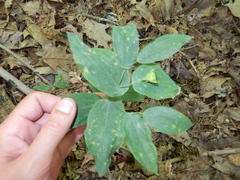 Uvularia perfoliata