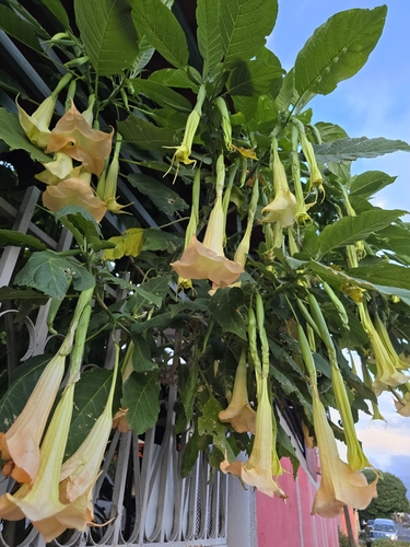 Foto de Trombeta-de-anjos