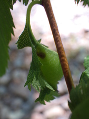Dasineura salicifoliae