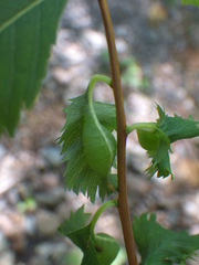 Dasineura salicifoliae