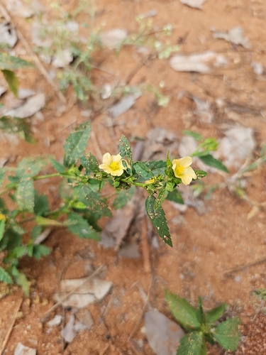 Image of Common Wireweed (Sida acuta) by (c) TreeClouds Permaculture, some rights reserved (CC BY)