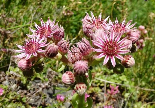 tall houseleek (Sempervivum altum)