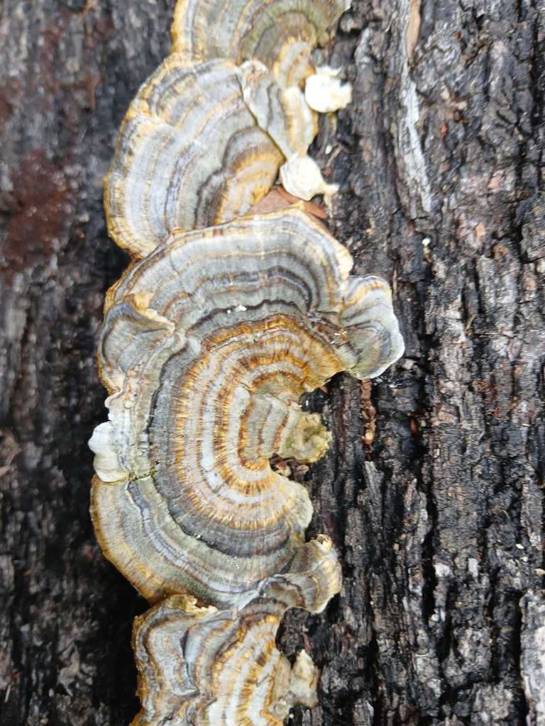 Trametes versicolor · January 2025 · photo: © claire_grace83 (iNaturalist, cc-by)