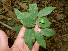 Uvularia perfoliata