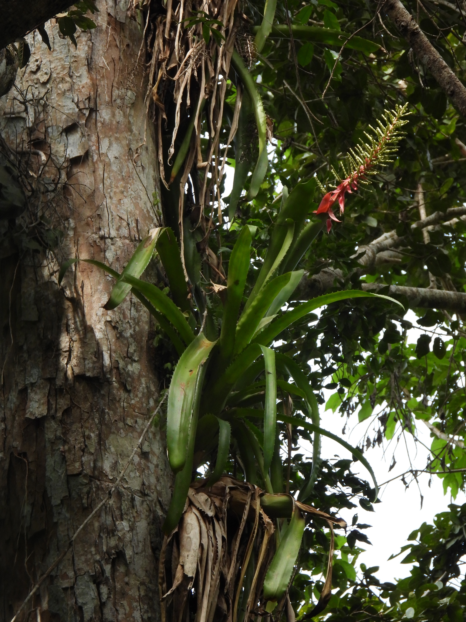 Imagem de Gravatá-de-fogo