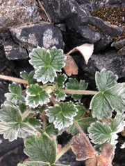 Potentilla villosa
