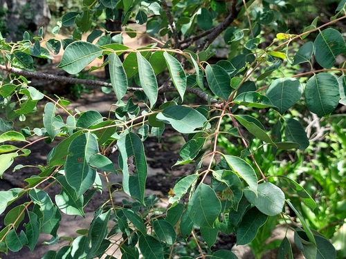 Foto de Marula